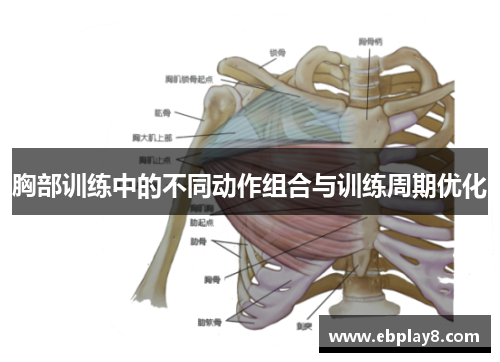 胸部训练中的不同动作组合与训练周期优化